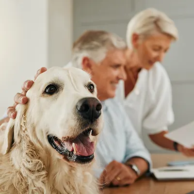 Assurance animaux de compagnie